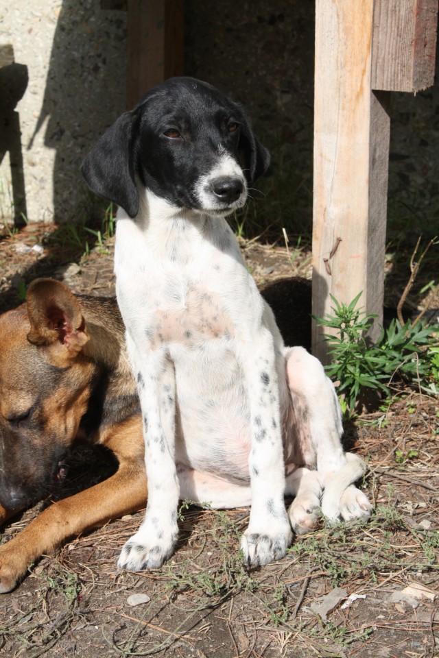 Щенок метис в добрые руки