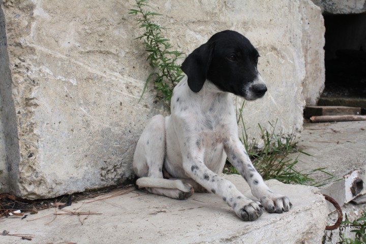 Щенок метис в добрые руки