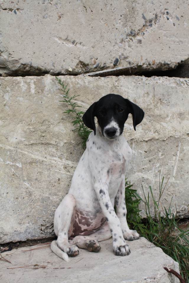 Щенок метис в добрые руки