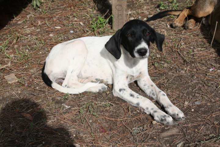 Щенок метис в добрые руки