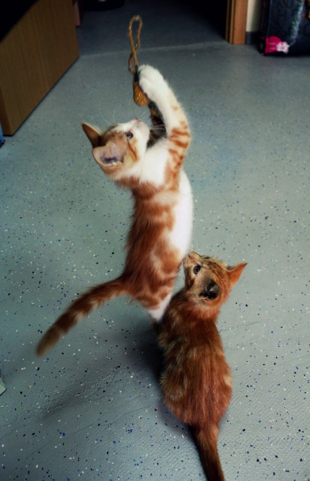 Котята разных расцветок