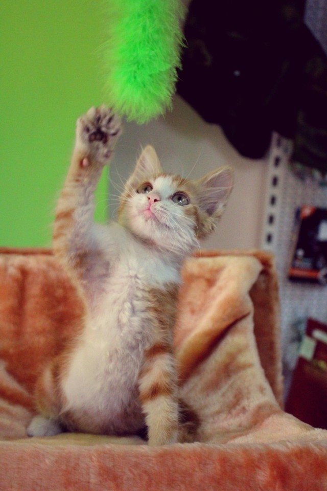 Котята разных расцветок