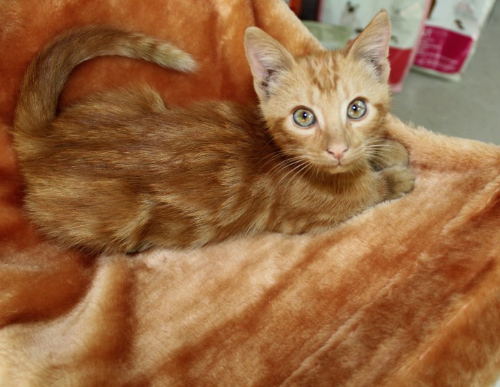 Котята разных расцветок