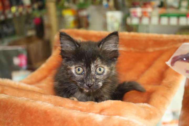 Котята разных расцветок