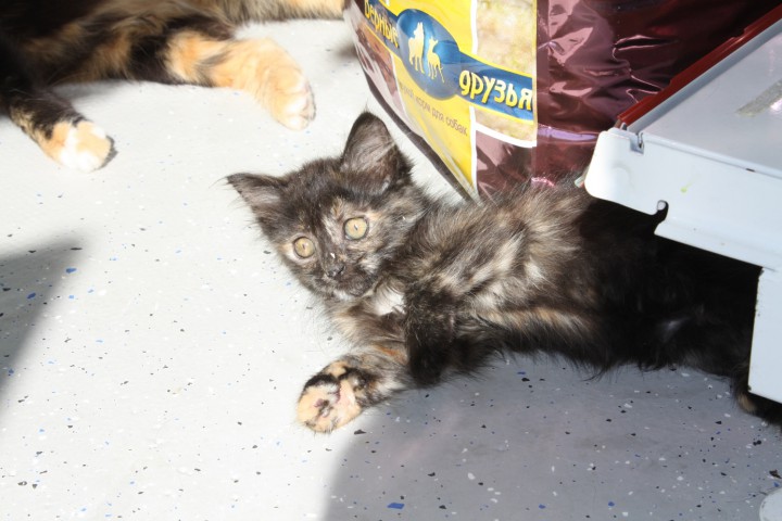 Котята разных расцветок