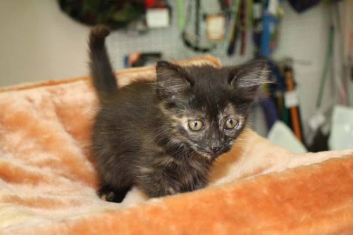 Котята разных расцветок