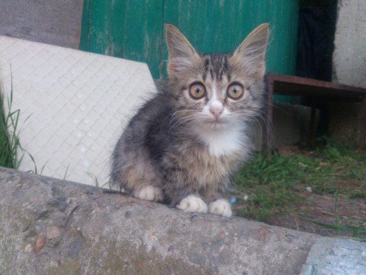 Котята разных расцветок