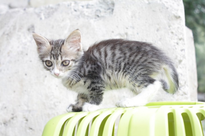 Котята разных расцветок