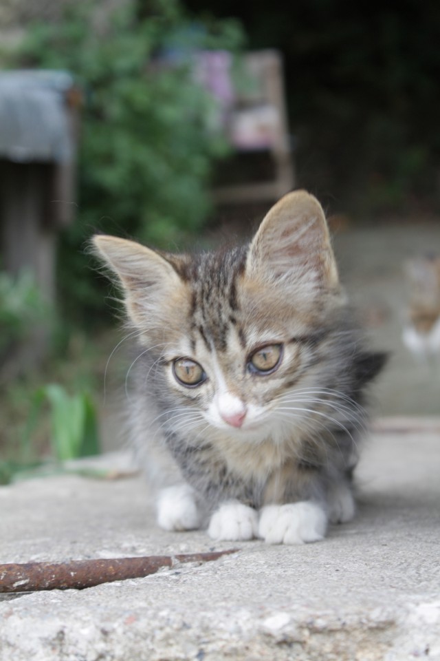 Котята разных расцветок