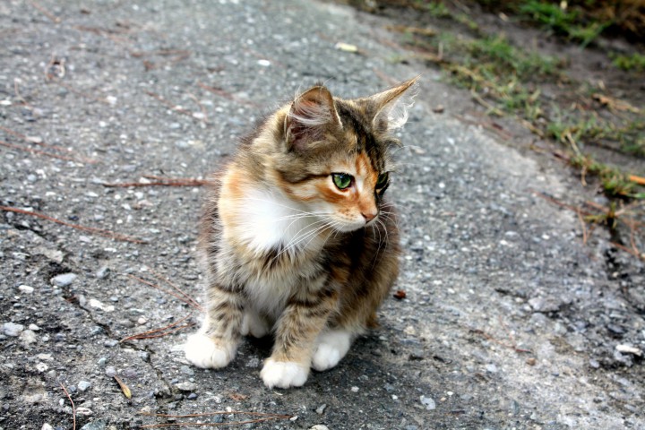 Котята разных расцветок