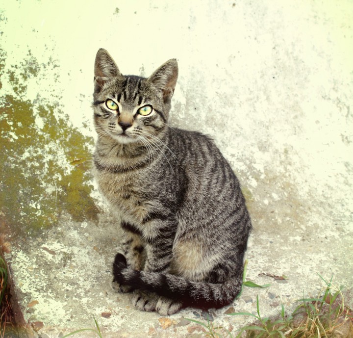 Котята разных расцветок