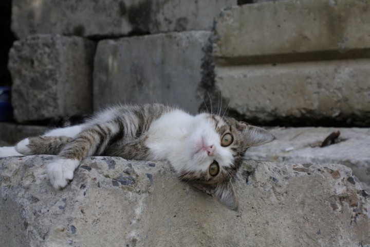 Котята разных расцветок