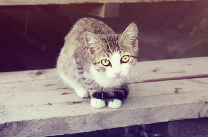 Котята разных расцветок