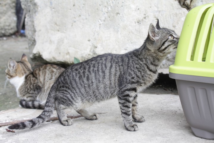 Котята разных расцветок