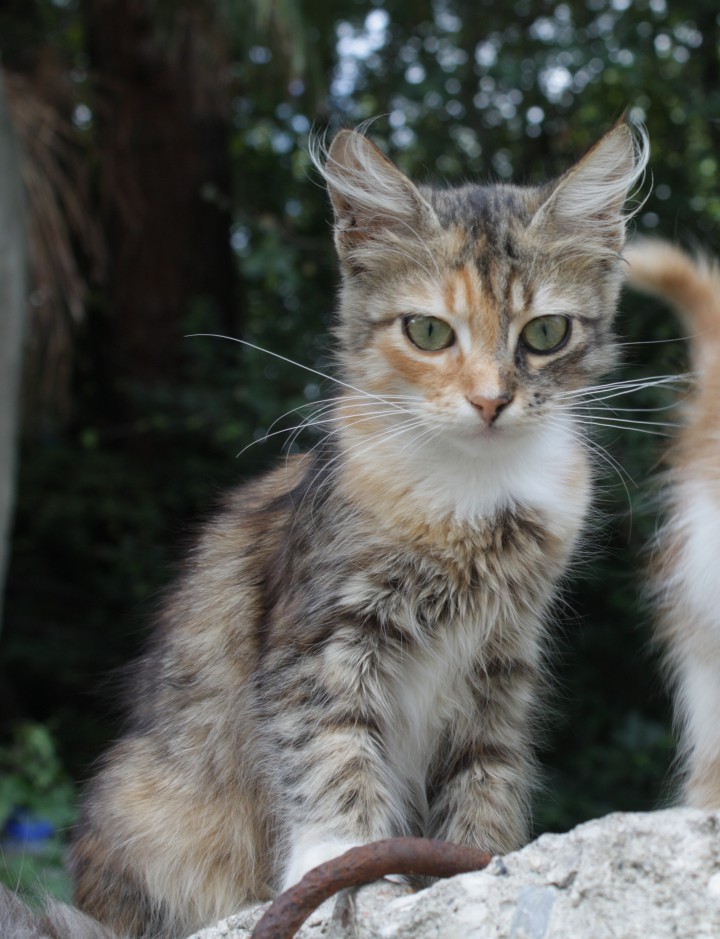 Котята разных расцветок