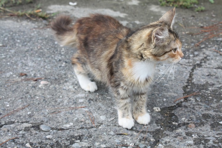 Котята разных расцветок