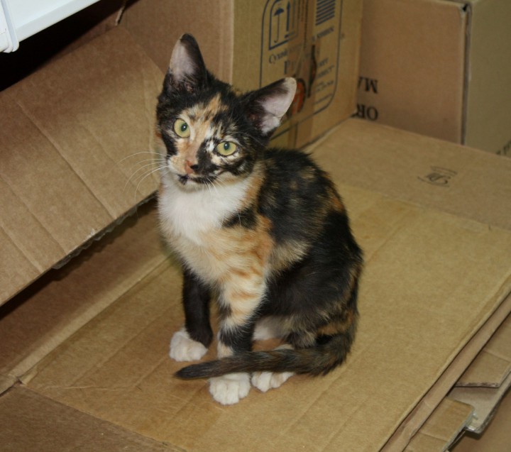 Котята разных расцветок