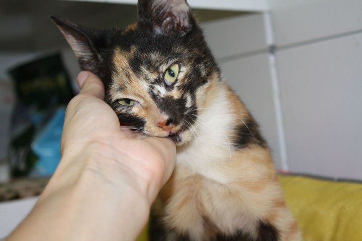 Котята разных расцветок