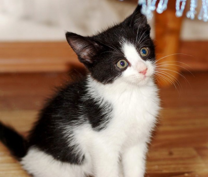 Котята разных расцветок