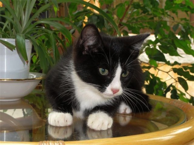 Котята разных расцветок