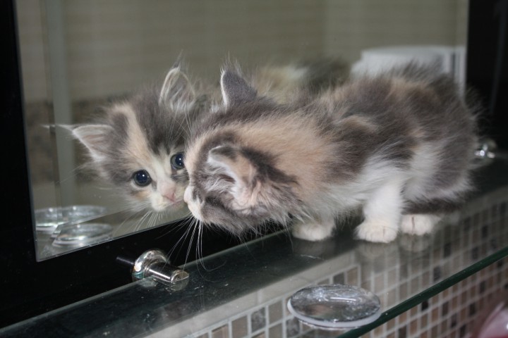 Котенок нежного окраса