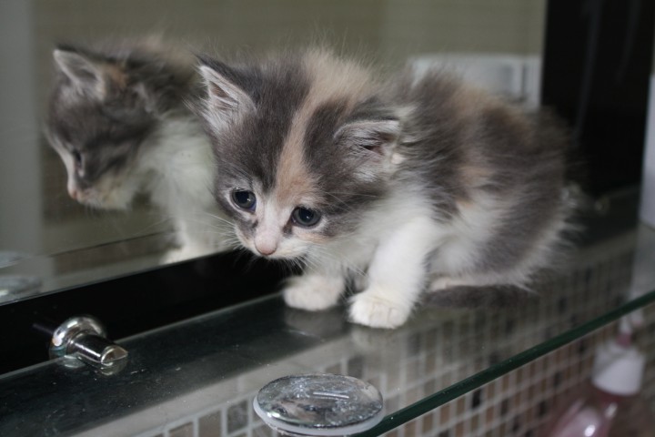 Котенок нежного окраса