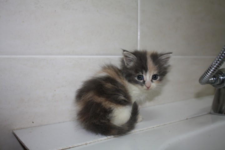 Котенок нежного окраса