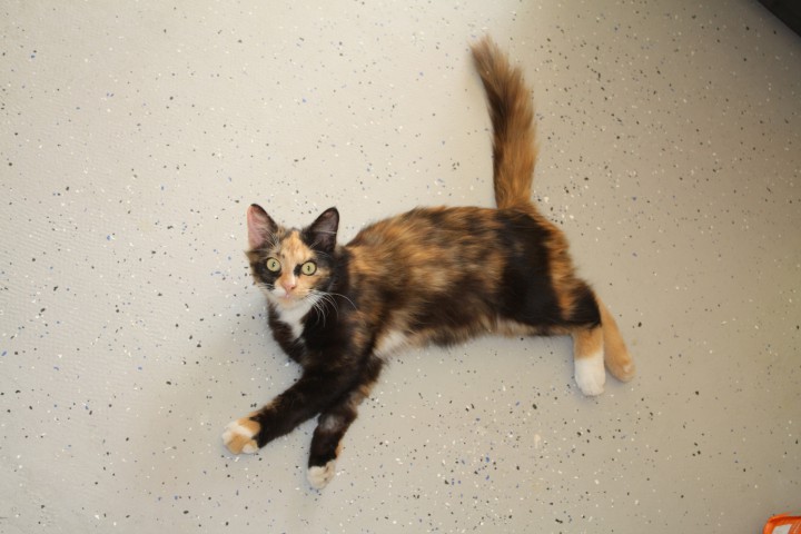 Кошка разноцветная