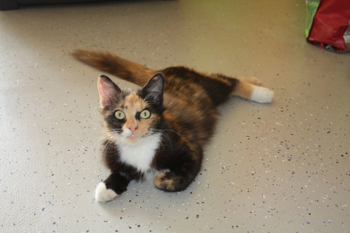 Кошка разноцветная