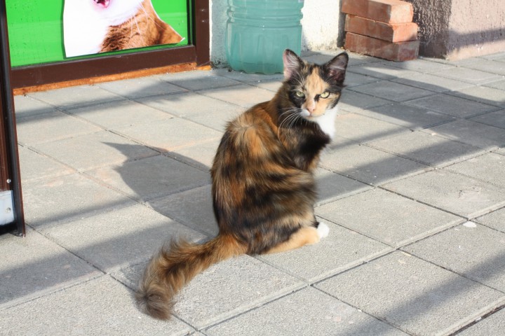 Кошка разноцветная