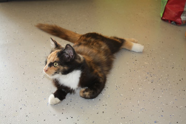 Кошка разноцветная