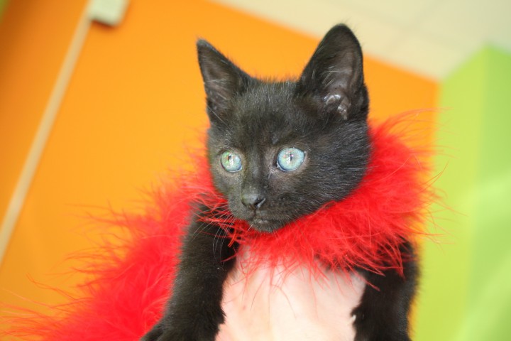 Котенок пантера 1 мес. бесплатно