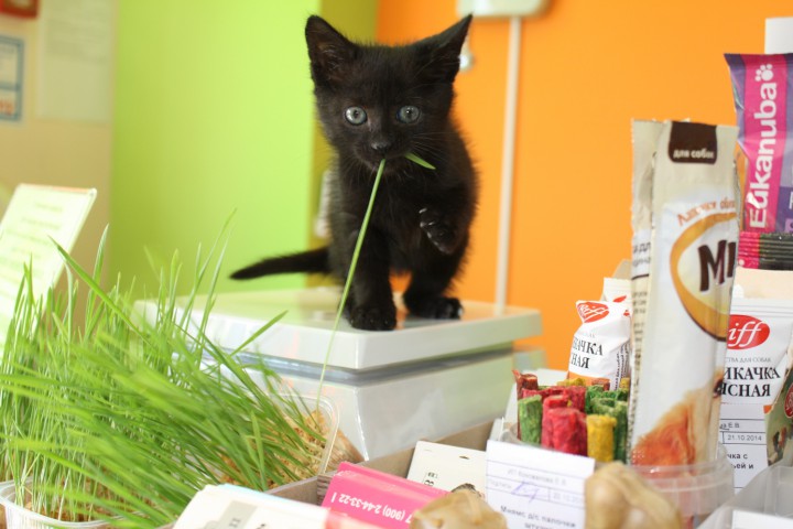 Котенок пантера 1 мес. бесплатно