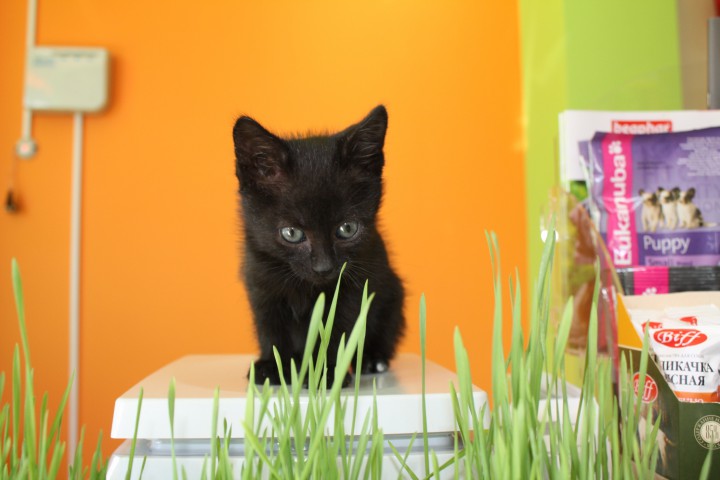 Котенок пантера 1 мес. бесплатно