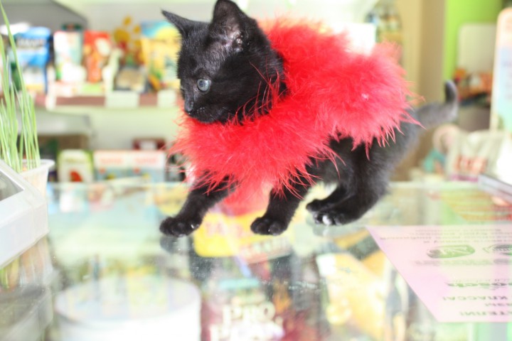 Котенок пантера 1 мес. бесплатно