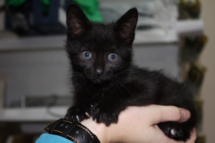 Котенок пантера 1 мес. бесплатно