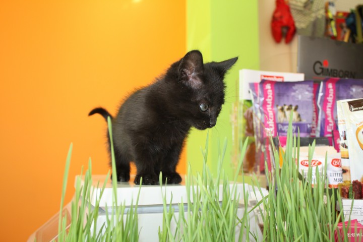 Котенок пантера 1 мес. бесплатно