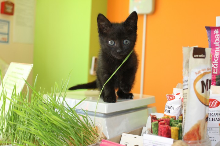 Котенок пантера 1 мес. бесплатно