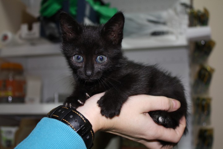 Котенок пантера 1 мес. бесплатно