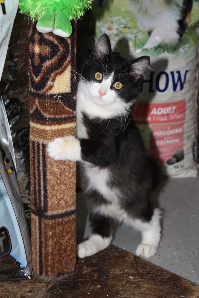 Котенок мальчик аля "Феликс"