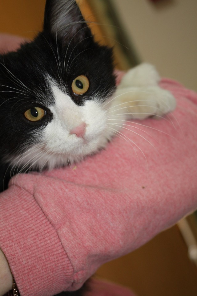 Котенок мальчик аля "Феликс"