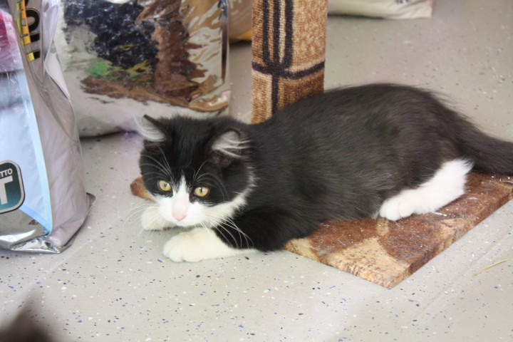 Котенок мальчик аля "Феликс"