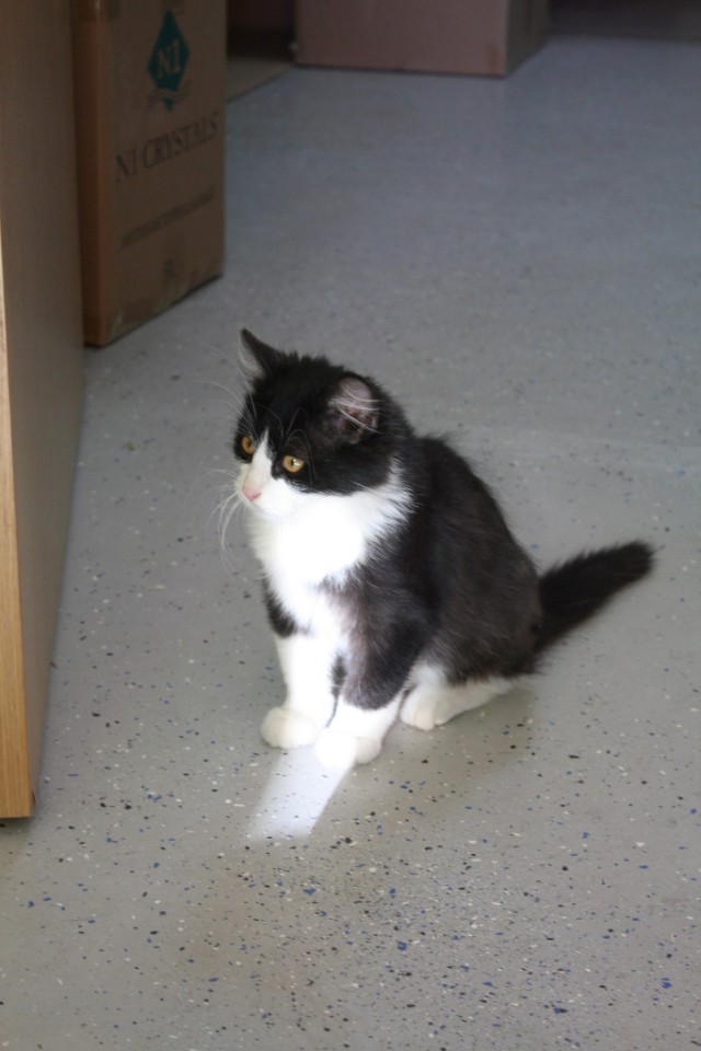 Котенок мальчик аля "Феликс"