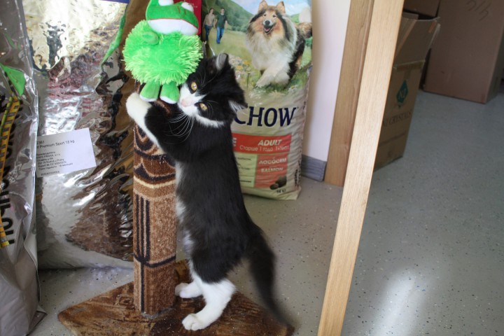 Котенок мальчик аля "Феликс"