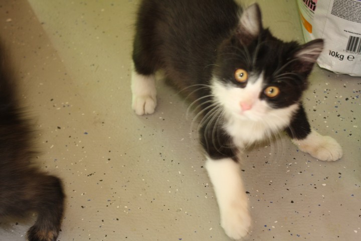 Котенок мальчик аля "Феликс"