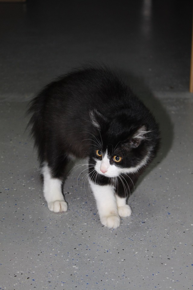 Котенок мальчик аля "Феликс"