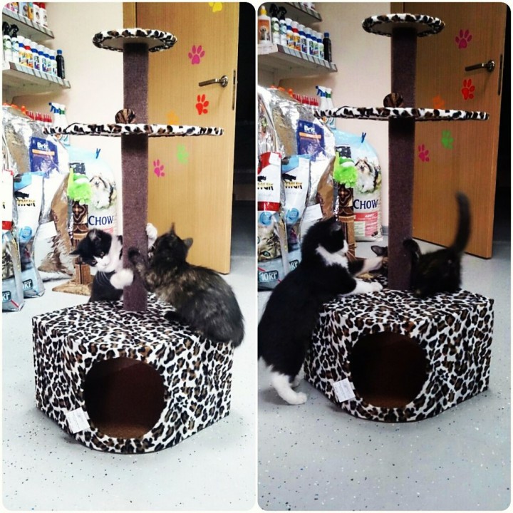 Когтеточки, домики, лежанки