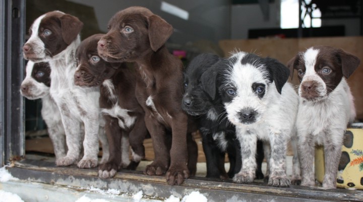 Щенки метисы дратхаара