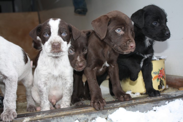 Щенки метисы дратхаара