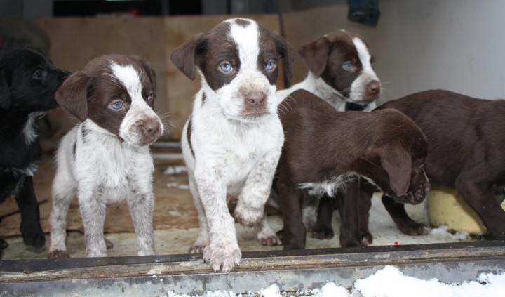 Щенки метисы дратхаара